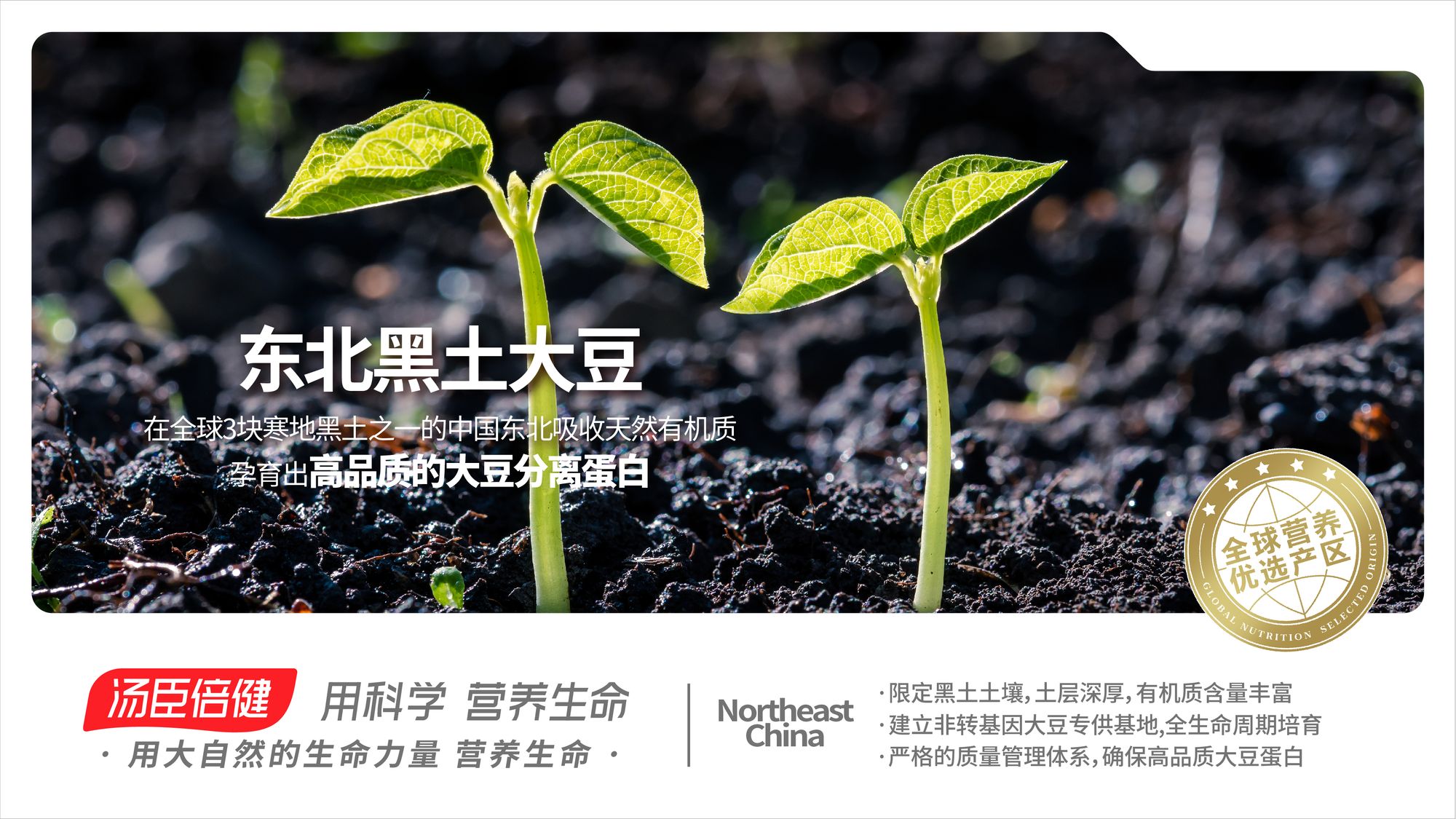 东北 黑土大豆