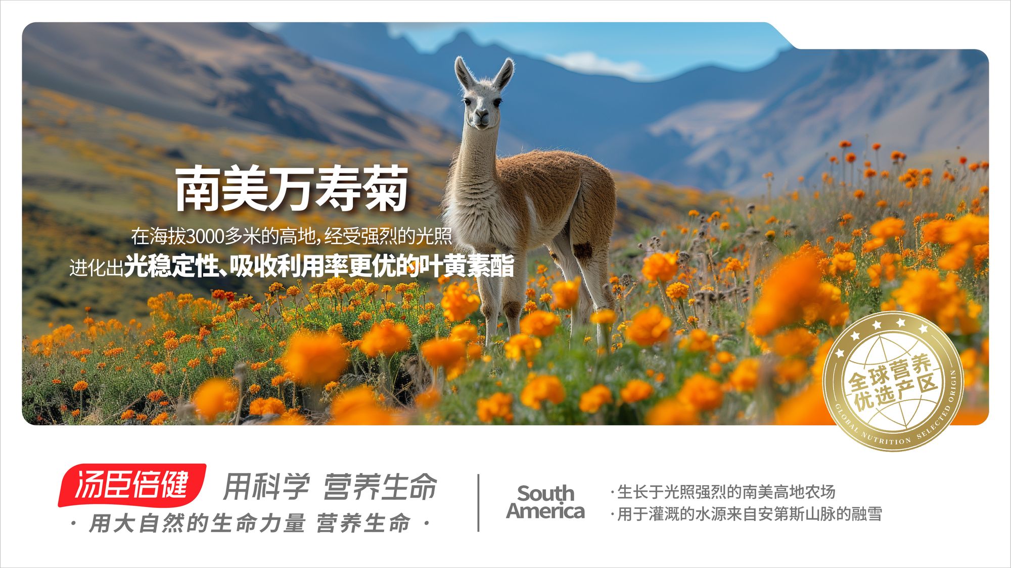 南美 万寿菊